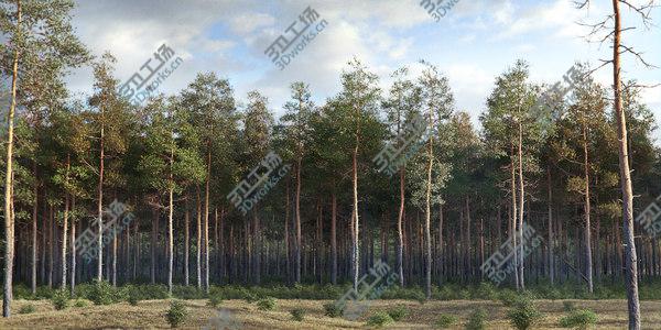 images/goods_img/20210312/Pine Tree Collection/4.jpg
